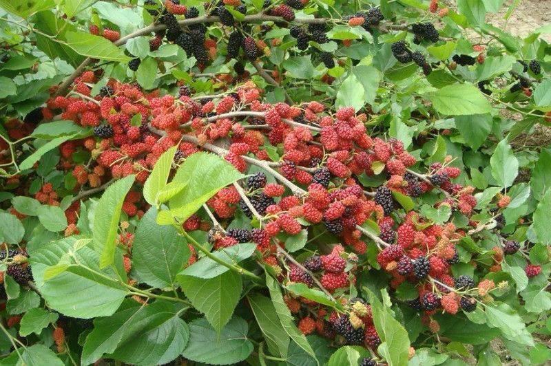 桑树种子大叶桑树净籽桑葚种子桑叶可做蚕饲料桑葚子