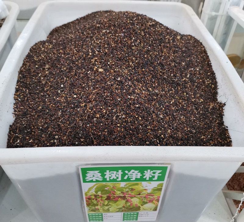 桑树种子大叶桑树净籽桑葚种子桑叶可做蚕饲料桑葚子