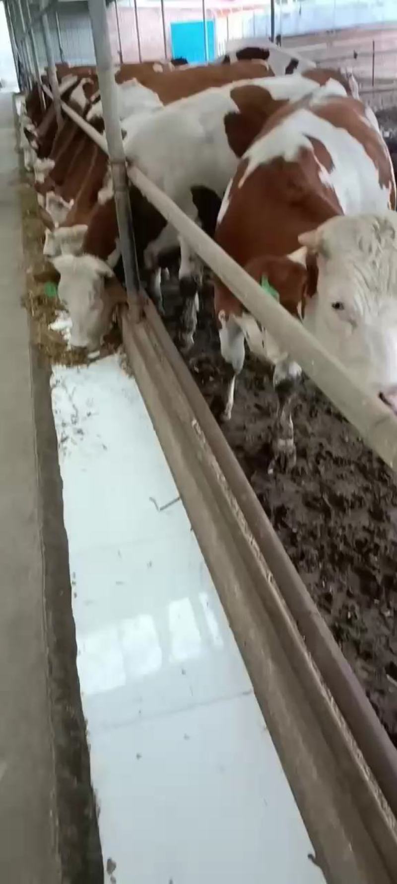 西门塔尔牛