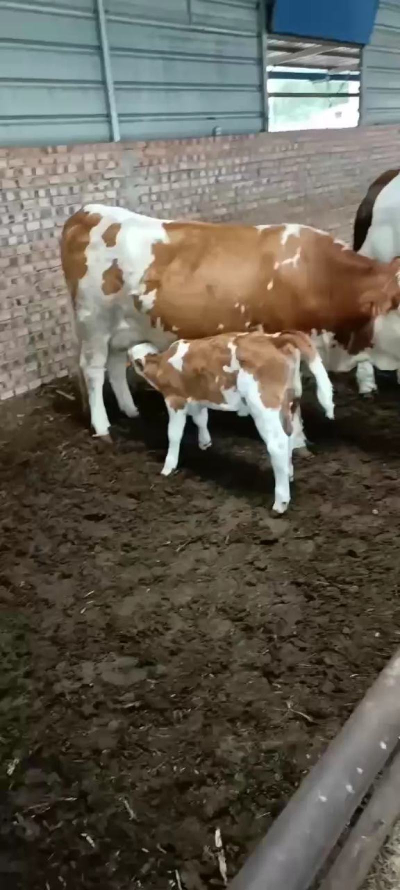 西门塔尔牛