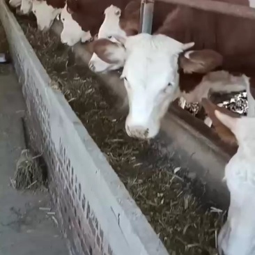西门塔尔牛