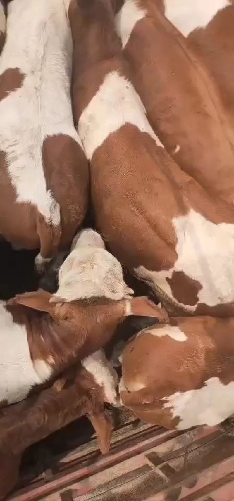 西门塔尔牛