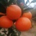 湖北世纪红，东方红，假沃柑，杂柑，口感甜皮薄欢迎来电咨询