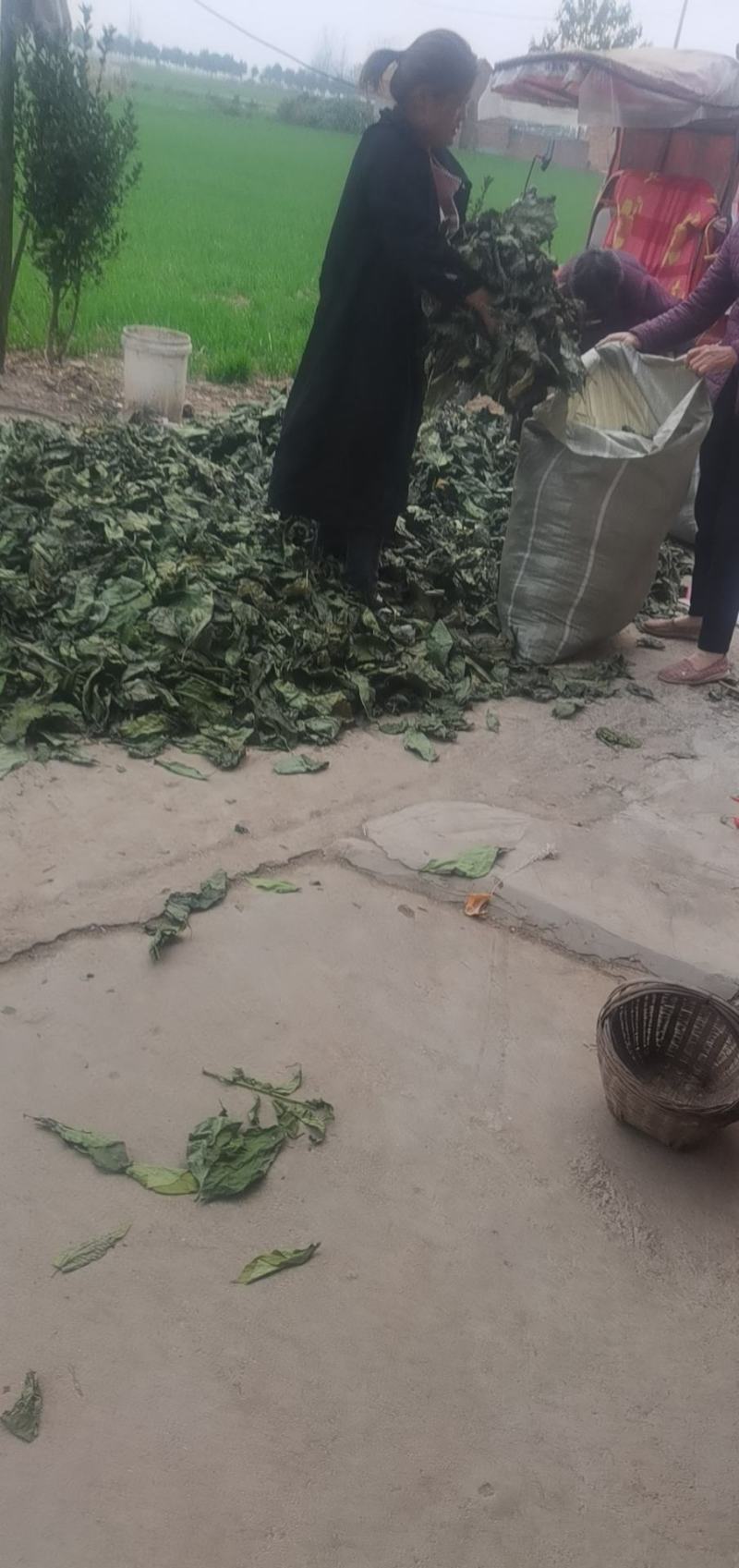 杜仲叶，药材专用，自然晾晒，无杂碎无杂质。