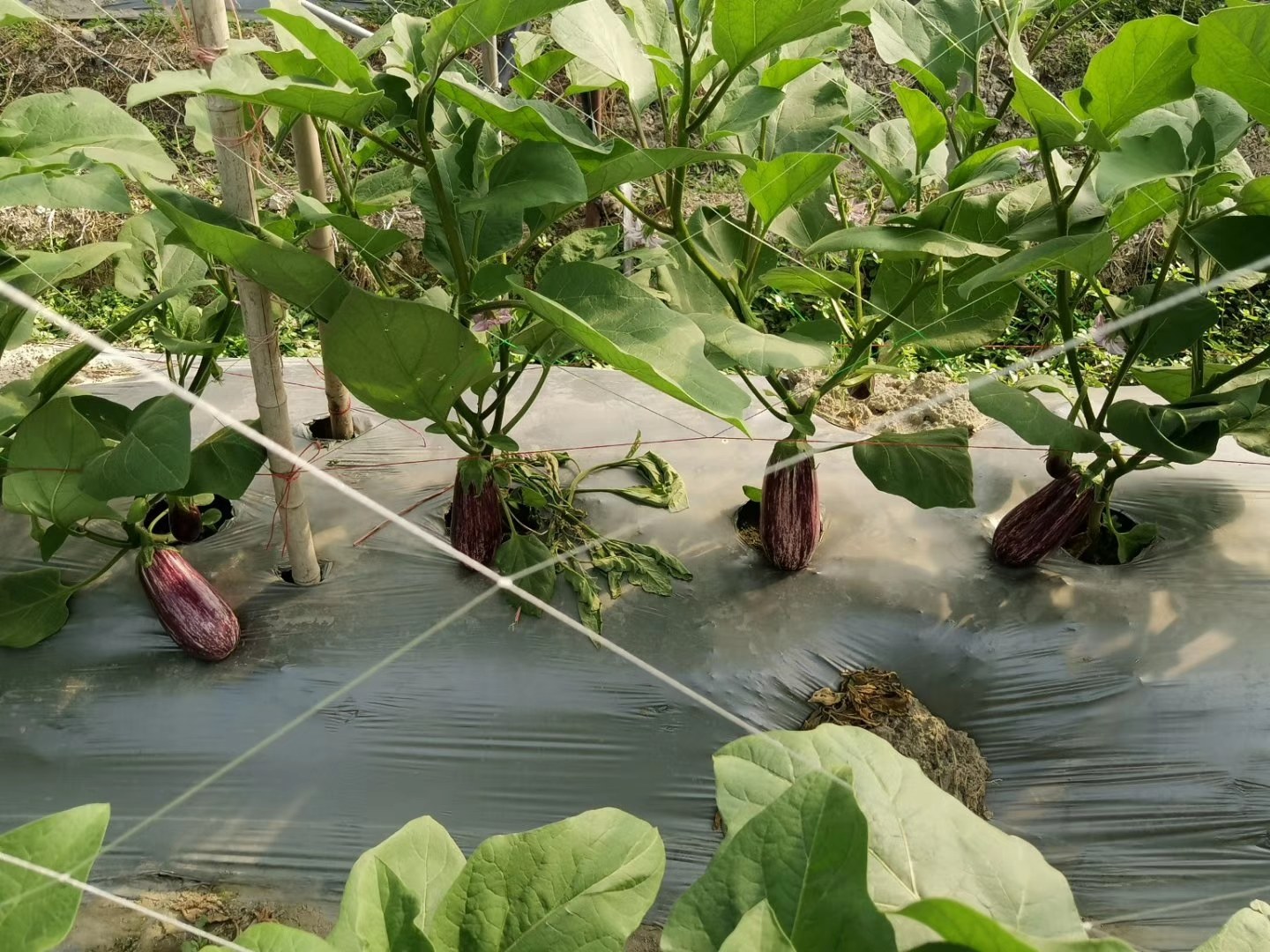 青茄种植园实景图