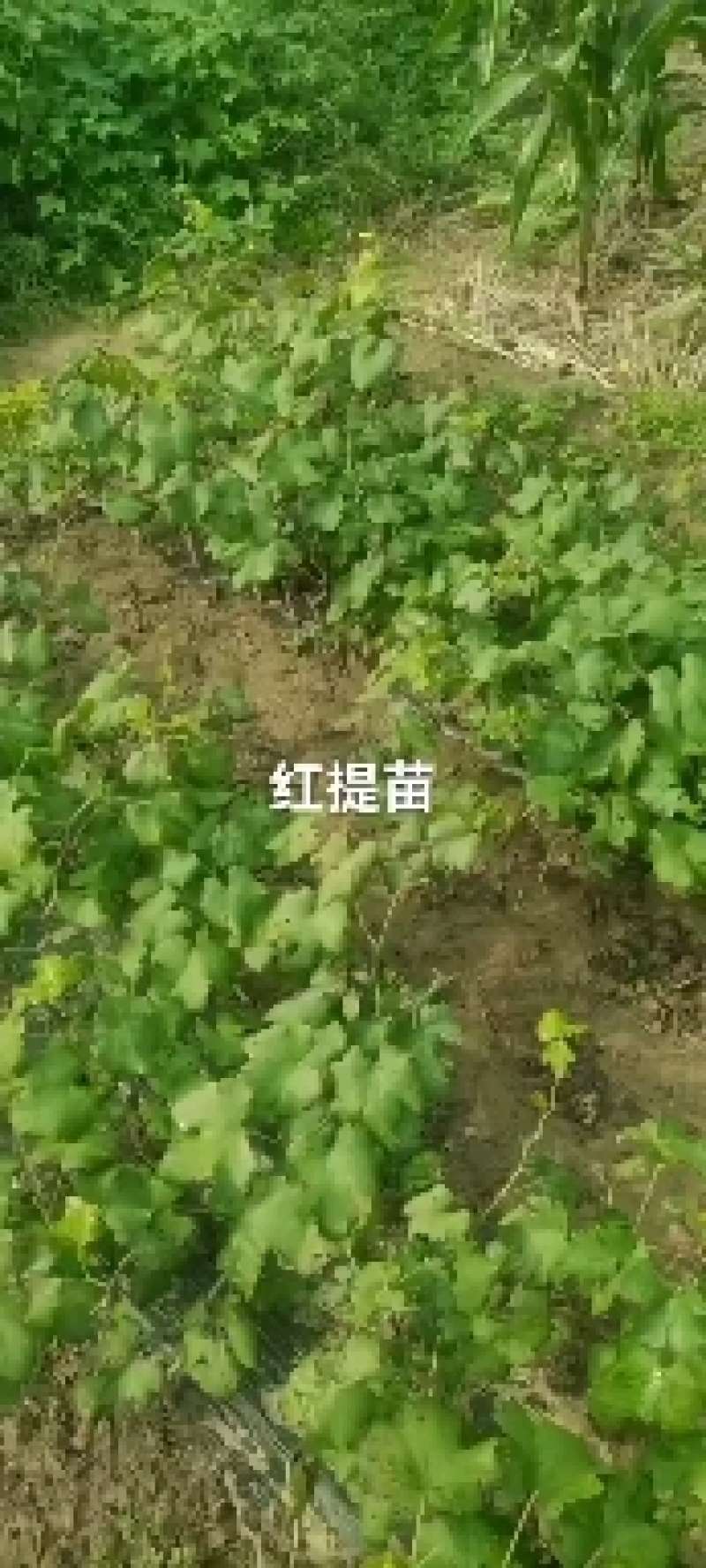 阳光玫瑰葡萄苗，嫁接苗，扦插苗，棵棵手选保证纯度