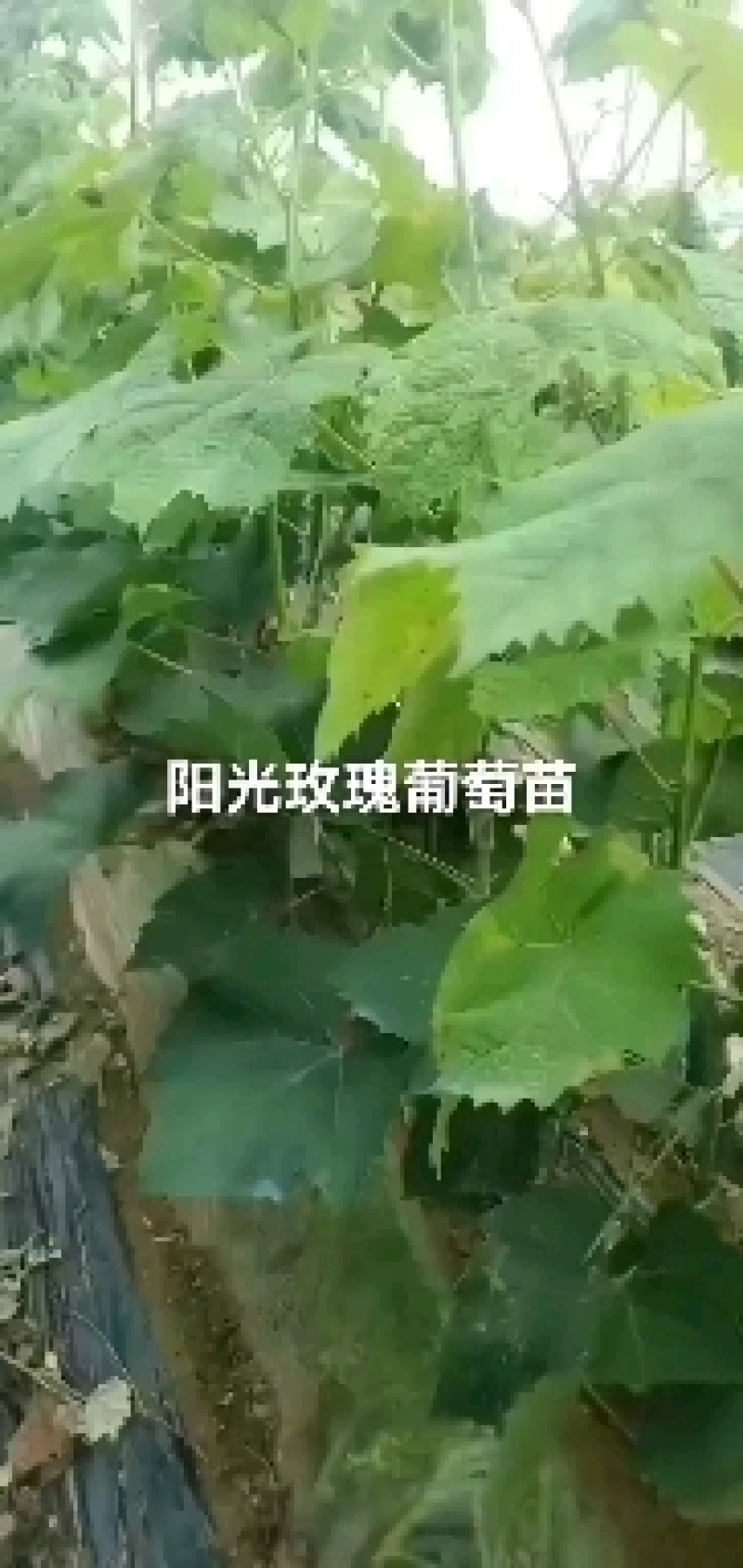 阳光玫瑰葡萄苗，嫁接苗，扦插苗，棵棵手选保证纯度