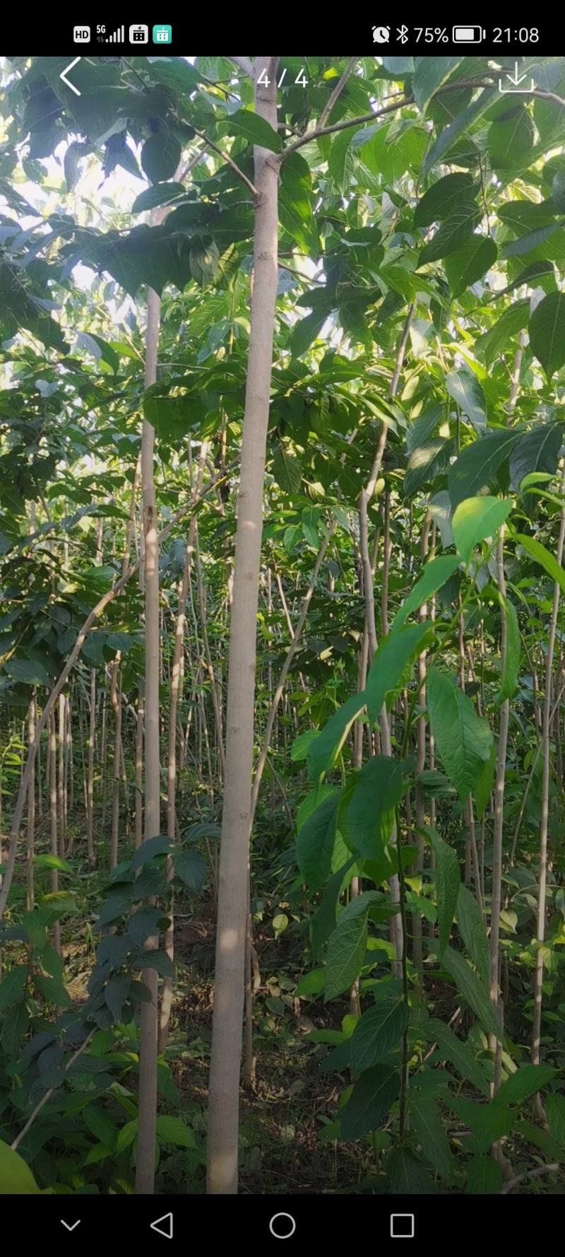 精品一级四公分杜仲苗自家基地直供，价格低质量好。