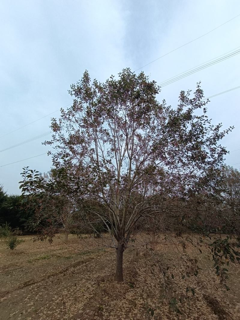 绚丽海棠北美海棠精品树型海棠树5-25公分
