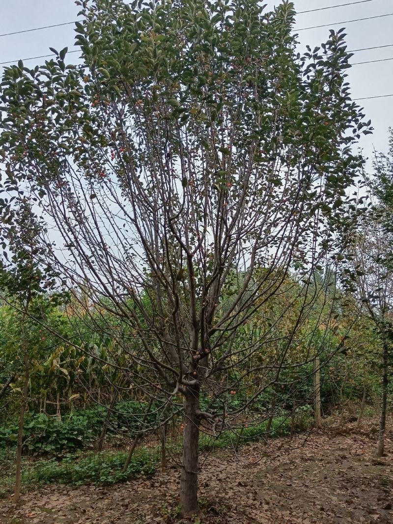 绚丽海棠北美海棠精品树型海棠树5-25公分