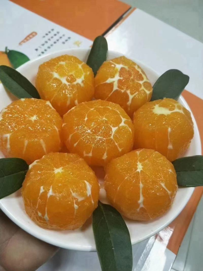 🅰果冻橙九月红果肉细腻纯甜爆汁入口化渣