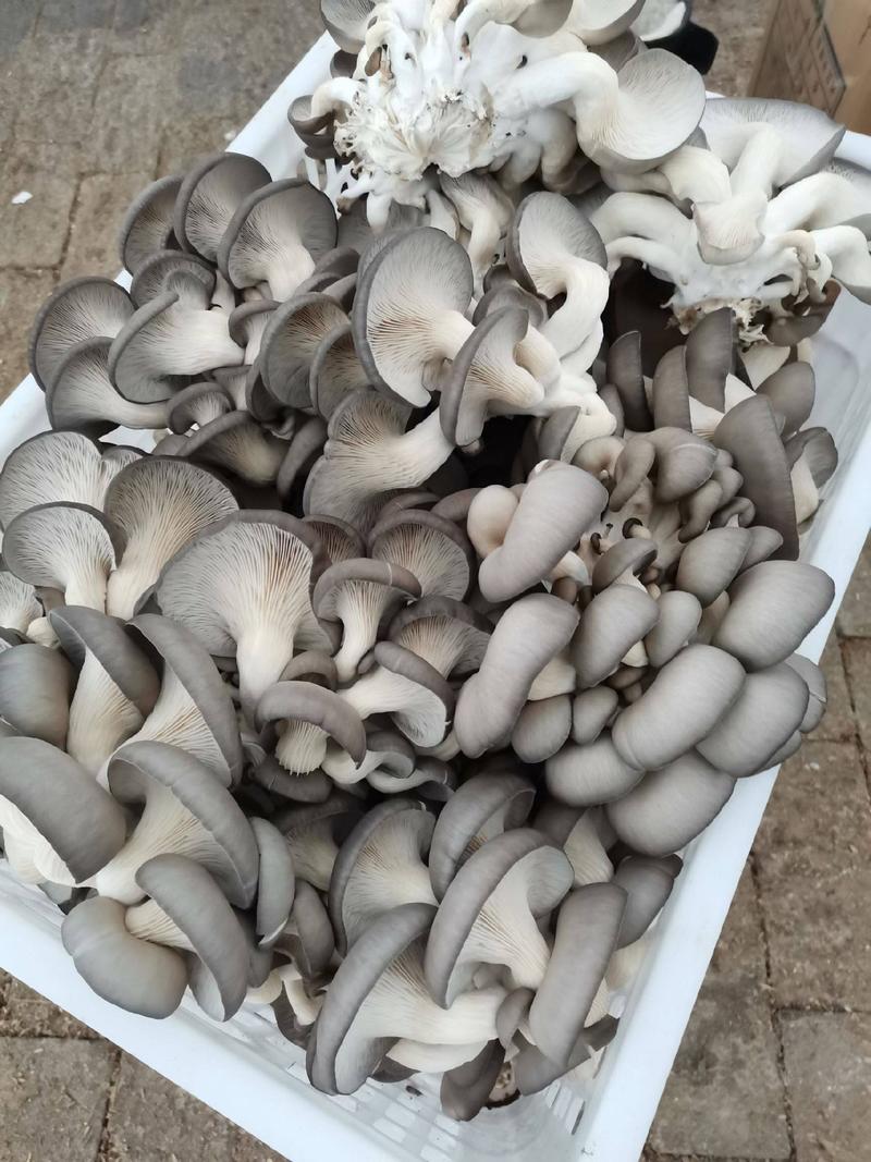 平菇鲜平菇蘑菇秀珍菇食用菌！产区比较大，日产20吨！