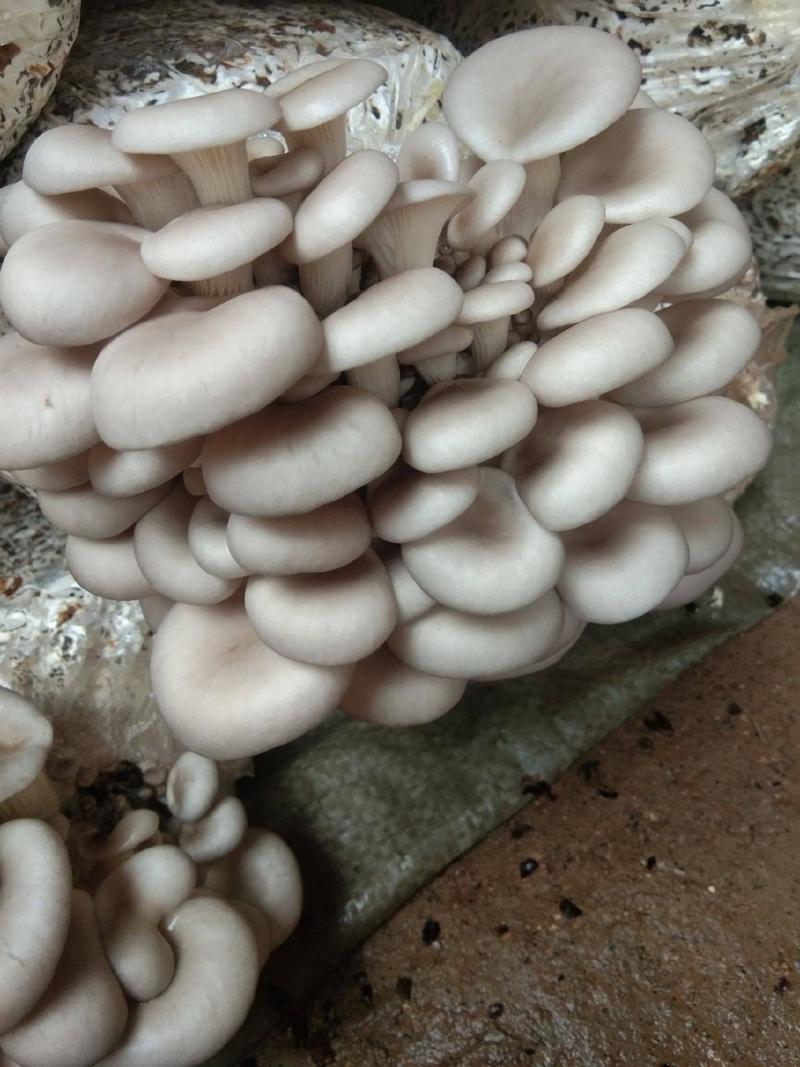 平菇鲜平菇蘑菇秀珍菇食用菌！产区比较大，日产20吨！