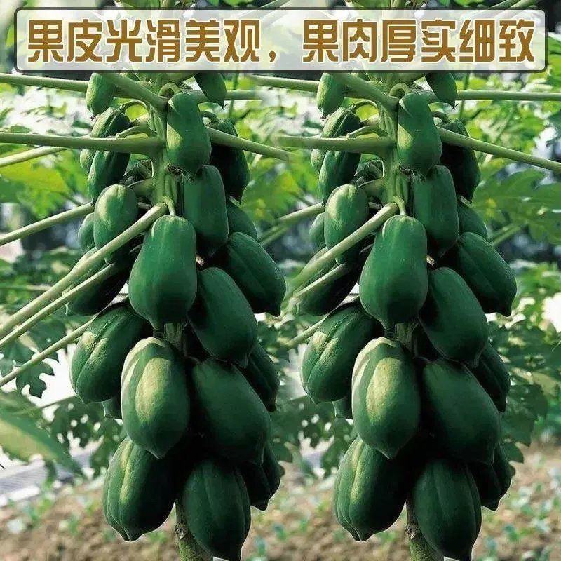 木瓜种子海南红心木瓜种籽牛奶木瓜水果种子苗四季播木瓜种子