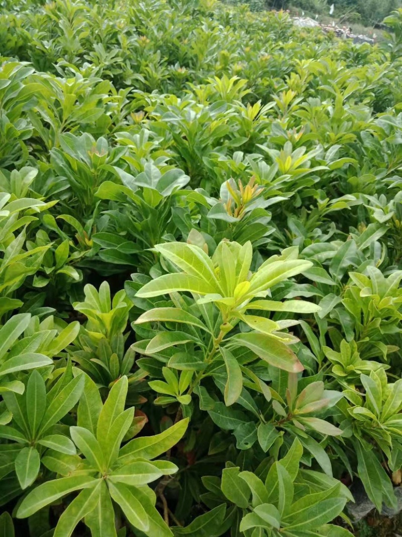 杨梅苗，正宗纯正的东魁杨梅苗杯苗