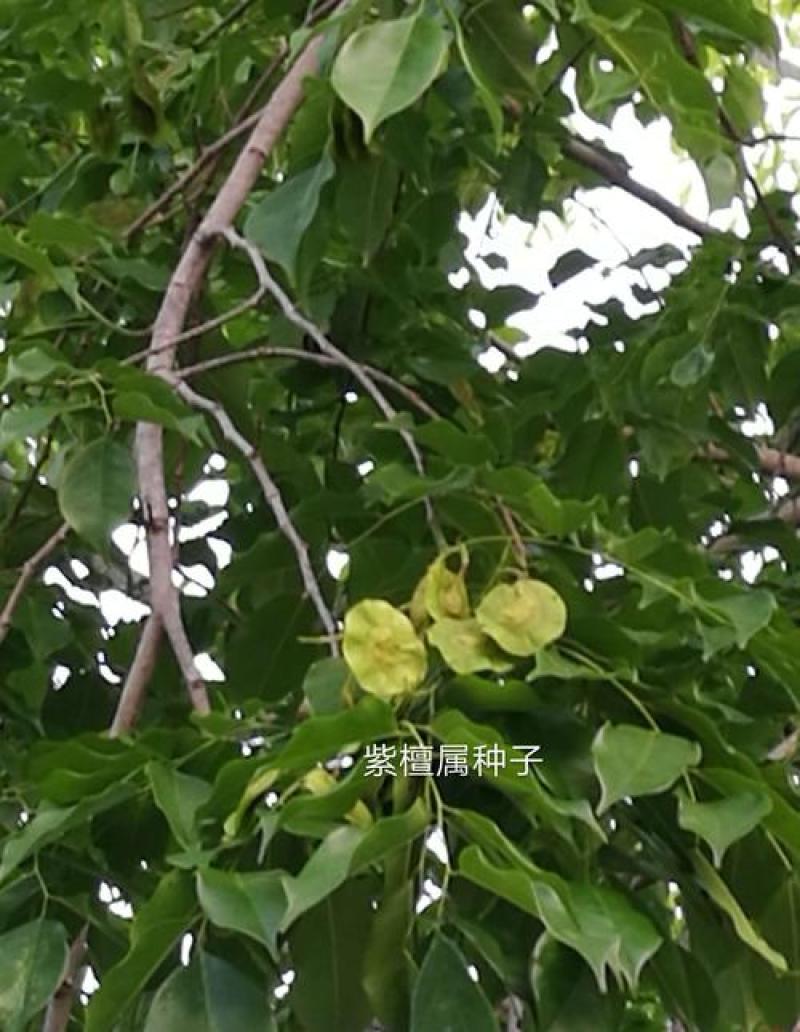新采紫檀种子大叶紫檀种子小叶紫檀种子印度紫檀种子