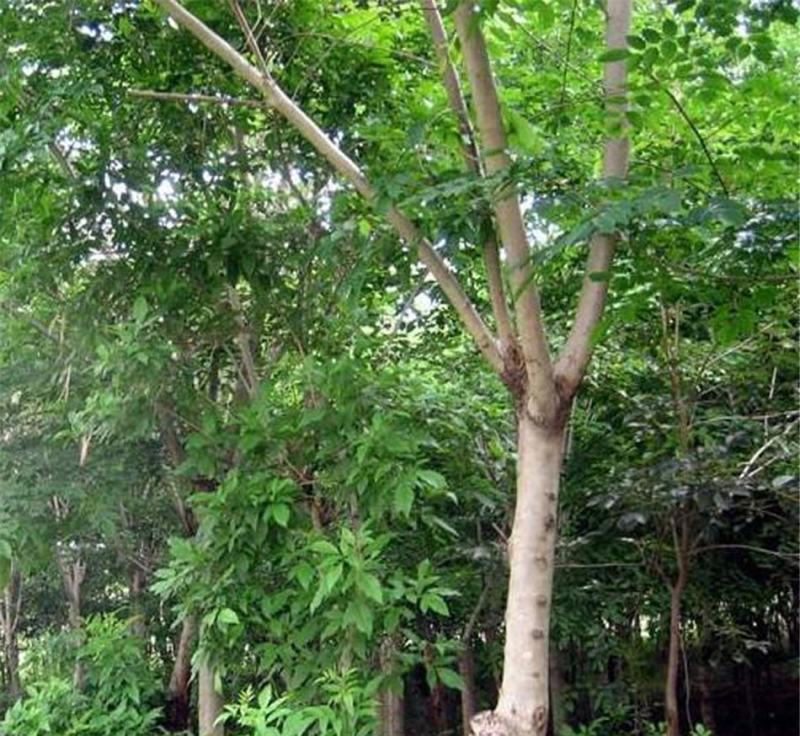 新采紫檀种子大叶紫檀种子小叶紫檀种子印度紫檀种子