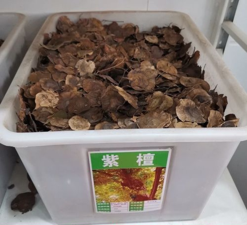 新采紫檀种子大叶紫檀种子小叶紫檀种子印度紫檀种子