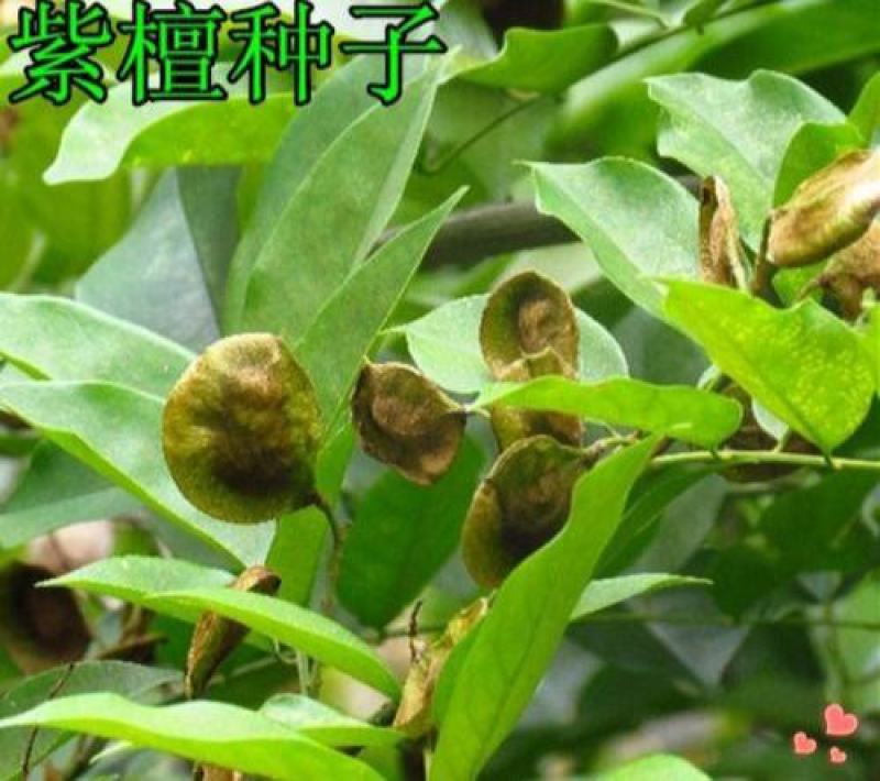 新采紫檀种子大叶紫檀种子小叶紫檀种子印度紫檀种子