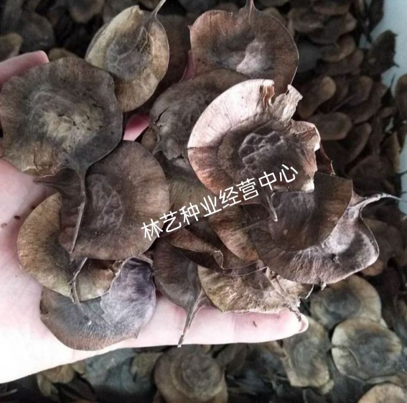 新采紫檀种子大叶紫檀种子小叶紫檀种子印度紫檀种子