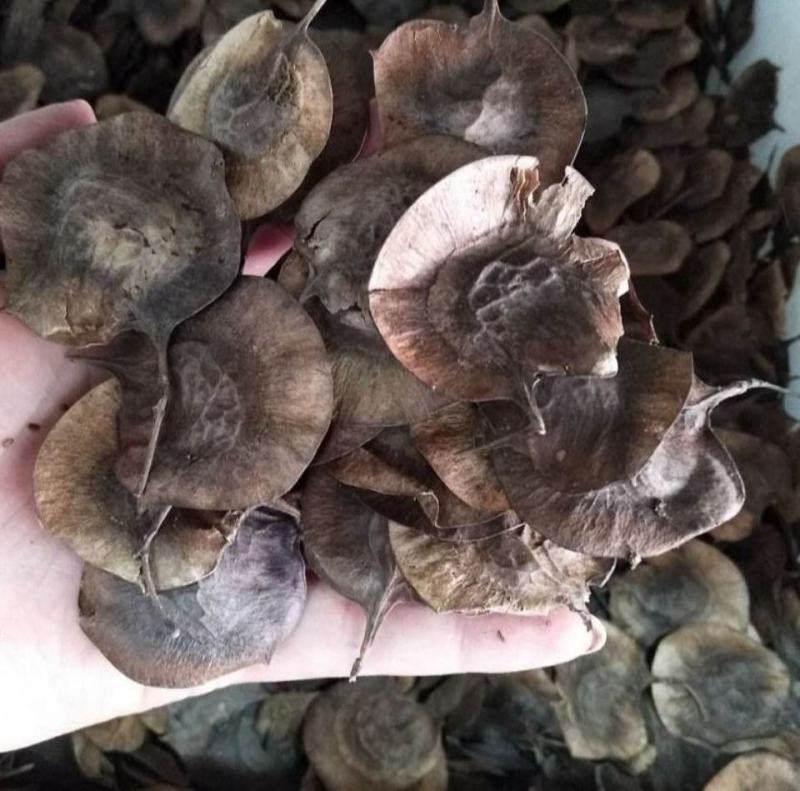 新采紫檀种子大叶紫檀种子小叶紫檀种子印度紫檀种子