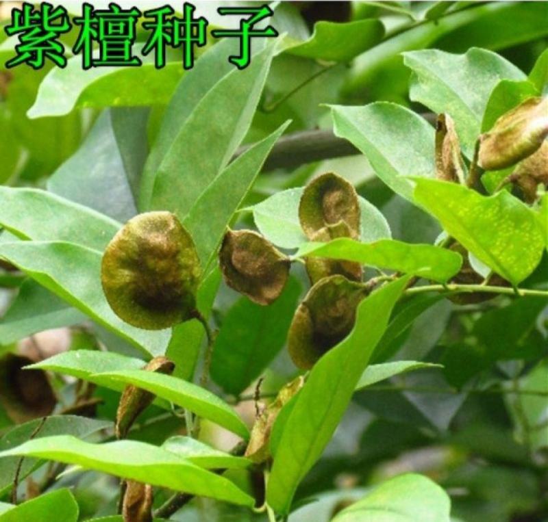 新采紫檀种子大叶紫檀种子小叶紫檀种子印度紫檀种子
