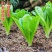 孔雀菜种子罗马直立生菜包心生菜种子籽四季种植高钙营养蔬菜
