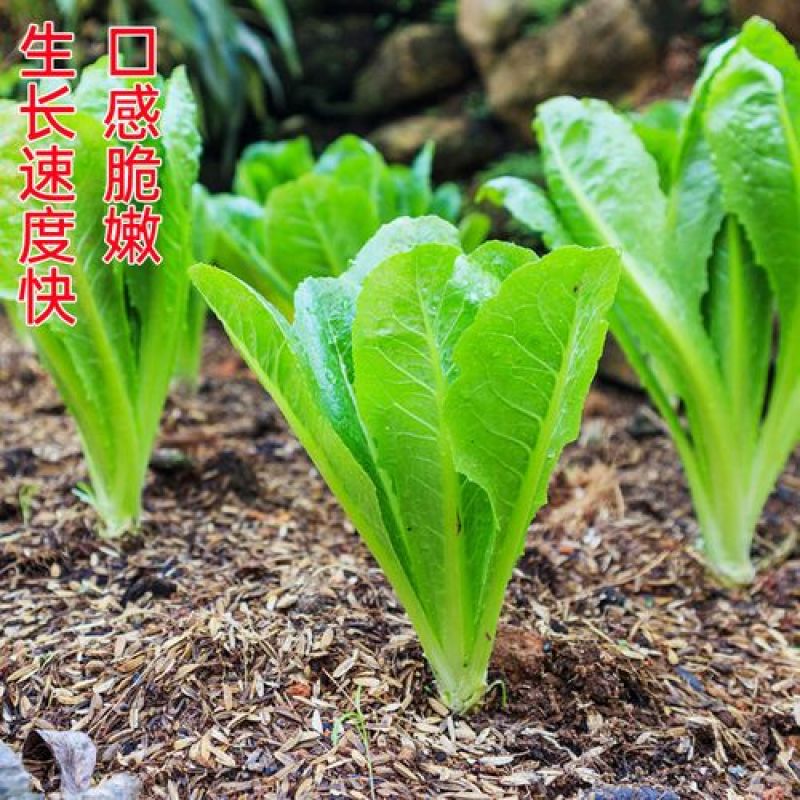 孔雀菜种子罗马直立生菜包心生菜种子籽四季种植高钙营养蔬菜