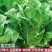 孔雀菜种子罗马直立生菜包心生菜种子籽四季种植高钙营养蔬菜