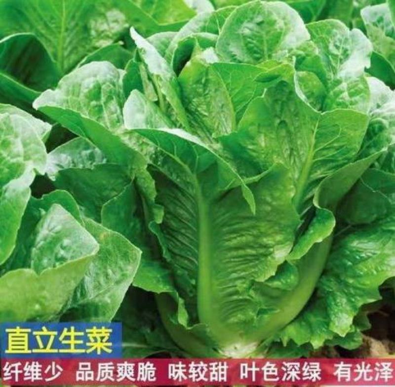 孔雀菜种子罗马直立生菜包心生菜种子籽四季种植高钙营养蔬菜