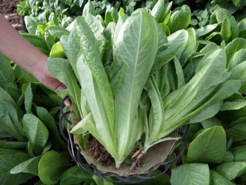 孔雀菜种子罗马直立生菜包心生菜种子籽四季种植高钙营养蔬菜