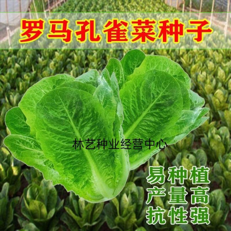 孔雀菜种子罗马直立生菜包心生菜种子籽四季种植高钙营养蔬菜