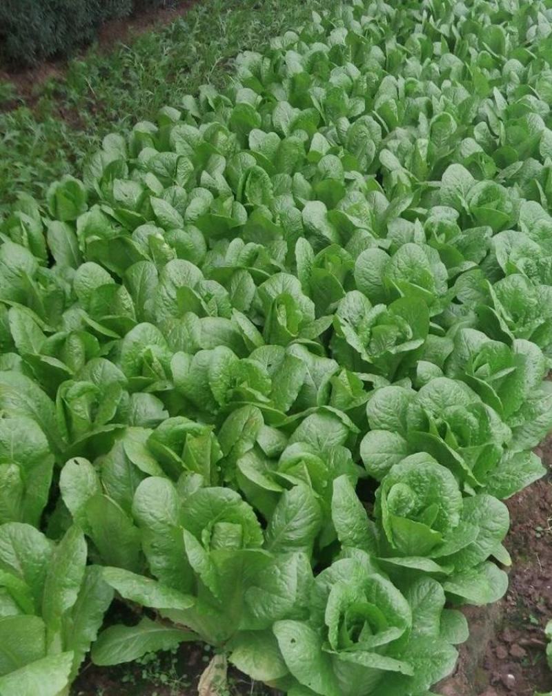 孔雀菜种子罗马直立生菜包心生菜种子籽四季种植高钙营养蔬菜