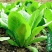 孔雀菜种子罗马直立生菜包心生菜种子籽四季种植高钙营养蔬菜