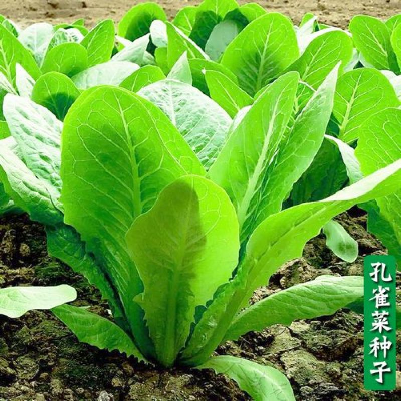 孔雀菜种子罗马直立生菜包心生菜种子籽四季种植高钙营养蔬菜