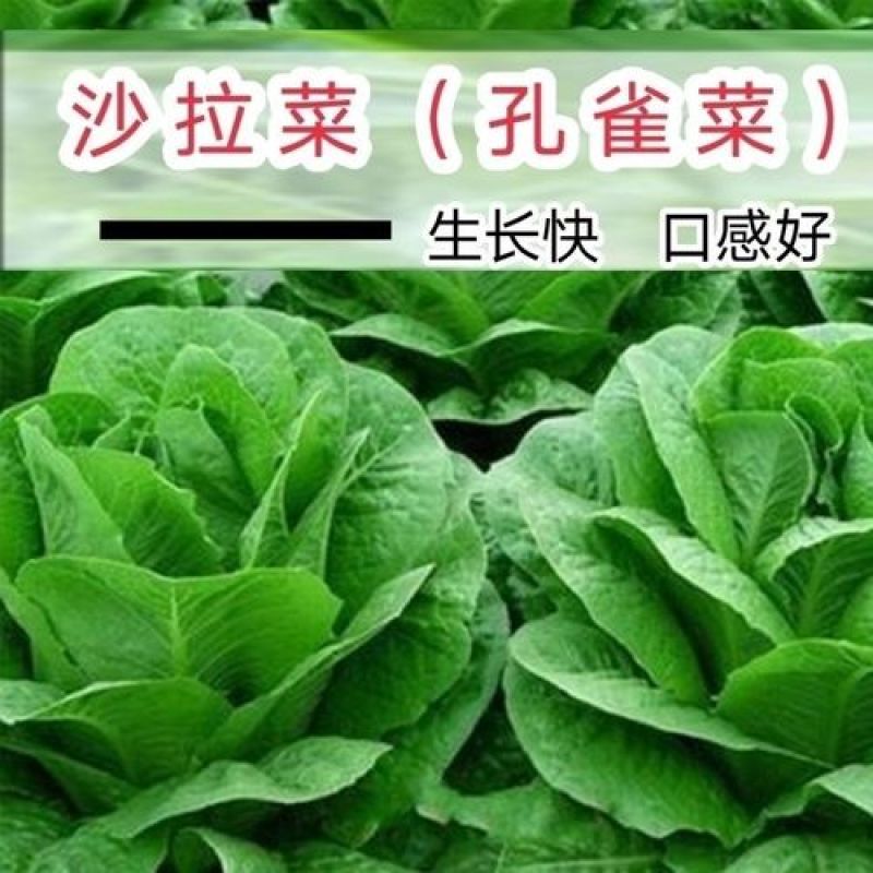 孔雀菜种子罗马直立生菜包心生菜种子籽四季种植高钙营养蔬菜