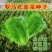 孔雀菜种子罗马直立生菜包心生菜种子籽四季种植高钙营养蔬菜
