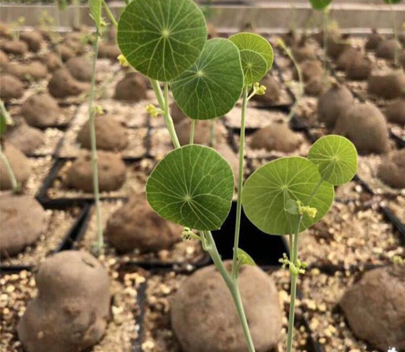 山乌龟盆栽金不换爬藤植物盆景多肉植物块根办公室绿植花卉