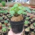 山乌龟盆栽金不换爬藤植物盆景多肉植物块根办公室绿植花卉