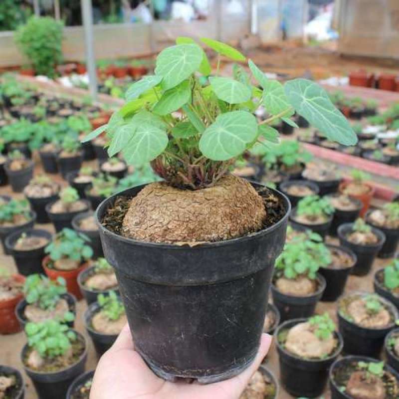 山乌龟盆栽金不换爬藤植物盆景多肉植物块根办公室绿植花卉