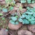 山乌龟盆栽金不换爬藤植物盆景多肉植物块根办公室绿植花卉