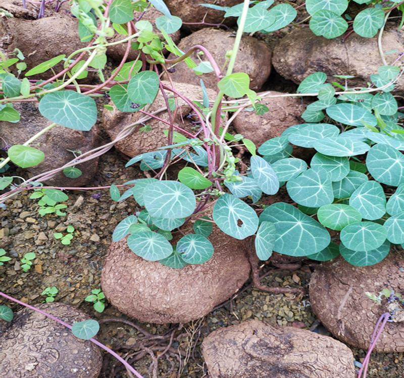 山乌龟盆栽金不换爬藤植物盆景多肉植物块根办公室绿植花卉