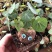 山乌龟盆栽金不换爬藤植物盆景多肉植物块根办公室绿植花卉