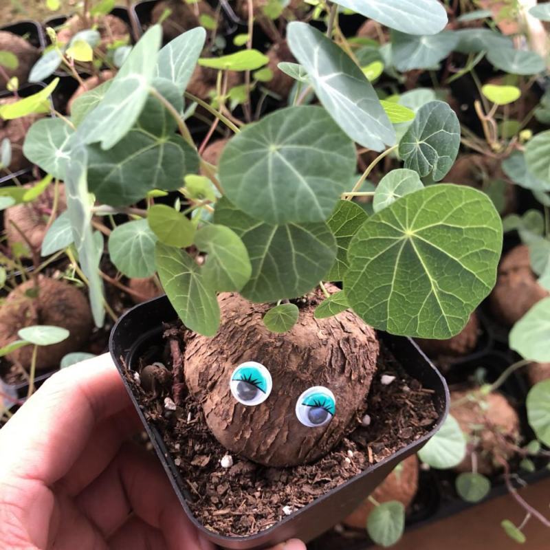 山乌龟盆栽金不换爬藤植物盆景多肉植物块根办公室绿植花卉