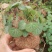 山乌龟盆栽金不换爬藤植物盆景多肉植物块根办公室绿植花卉