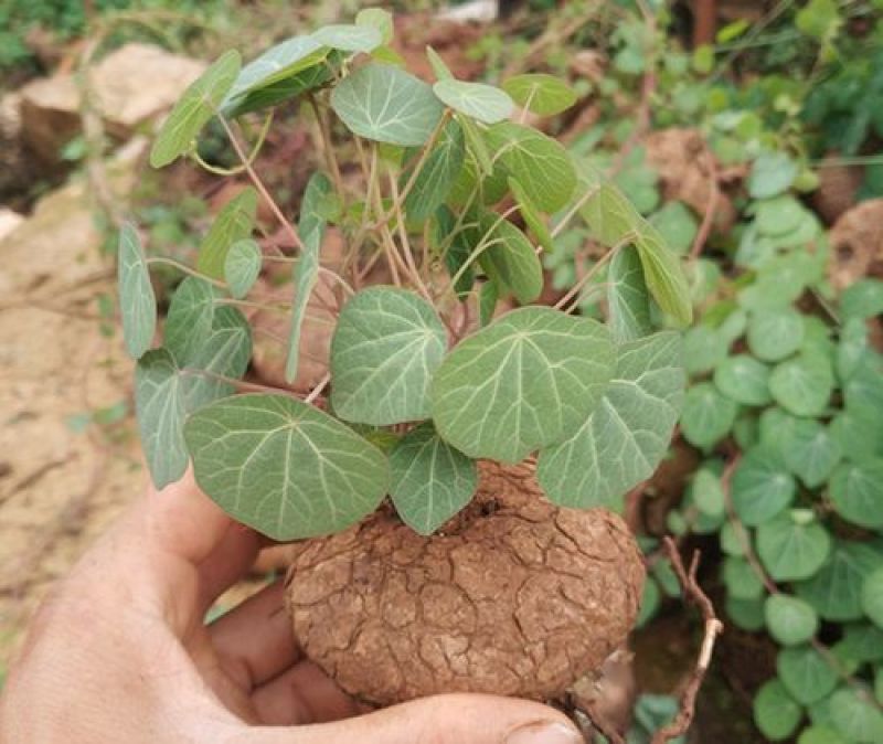 山乌龟盆栽金不换爬藤植物盆景多肉植物块根办公室绿植花卉