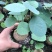山乌龟盆栽金不换爬藤植物盆景多肉植物块根办公室绿植花卉