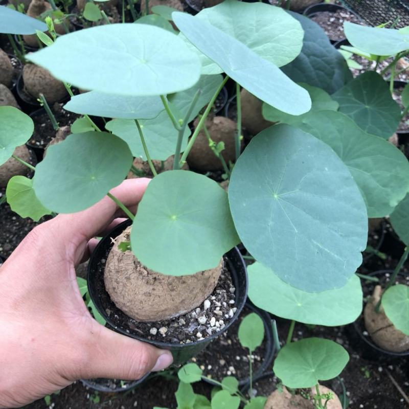 山乌龟盆栽金不换爬藤植物盆景多肉植物块根办公室绿植花卉