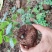 山乌龟盆栽金不换爬藤植物盆景多肉植物块根办公室绿植花卉