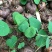 山乌龟盆栽金不换爬藤植物盆景多肉植物块根办公室绿植花卉